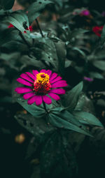 Close-up of pink flower