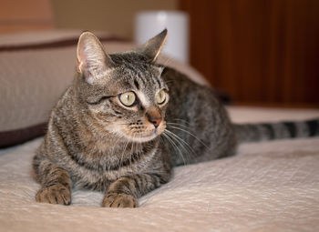 Close-up of cat relaxing on bed at home