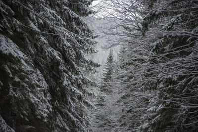 Trees in forest