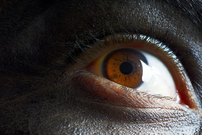 Close-up of human eye