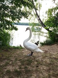 Swan in calm lake