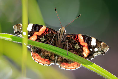 Close-up of butterfly on leaf