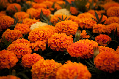 Close-up of orange flowers