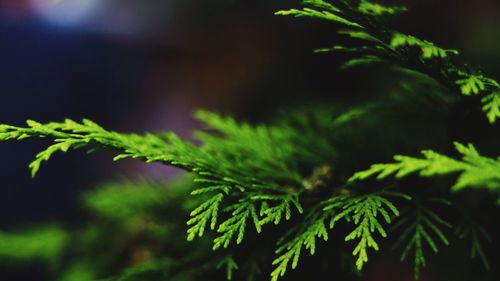 Close-up of fresh green leaves