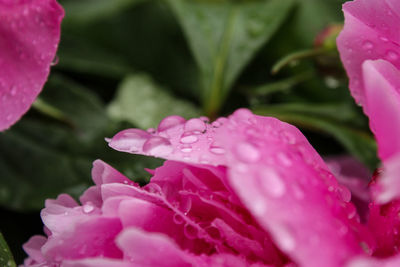 Close-up of wet pink flower blooming outdoors