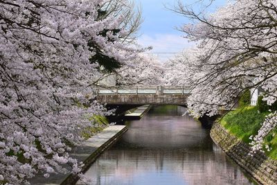 Arch bridge over river amidst trees