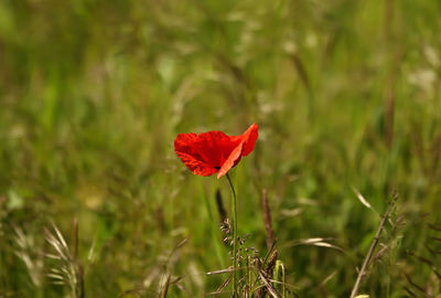 Close-up of red poppy flower on field