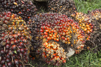 Close-up of fruits