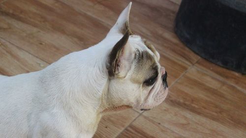 High angle view of dog at home