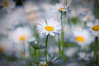 Close-up of white daisy flowers on field