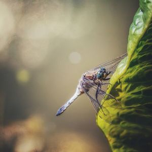 Close-up of insect