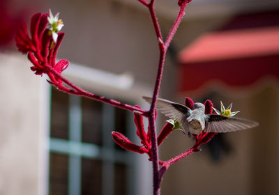 Close-up of red flowering plant