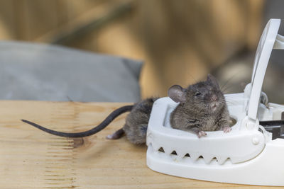 Close-up of squirrel on table