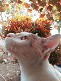 Close-up of a cat looking away