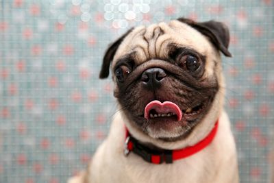 Close-up portrait of dog