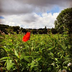 Red poppy flowers growing on field against sky