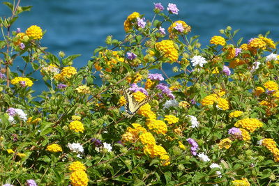 Close-up of yellow flowers blooming in field