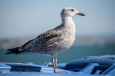 Close-up of seagull perching on a car
