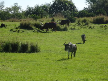 Horses grazing in a field