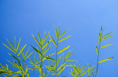 Low angle view of bamboo plant against clear blue sky