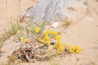 Close-up of yellow flowering plants on sand