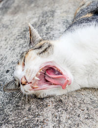 Close-up of cat yawning