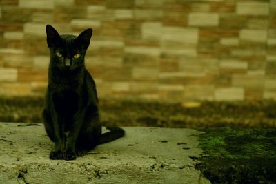 Close-up of cat sitting outdoors