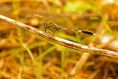 Close-up of grasshopper perching on twig