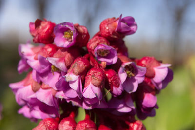 Close-up of pink flowering plant