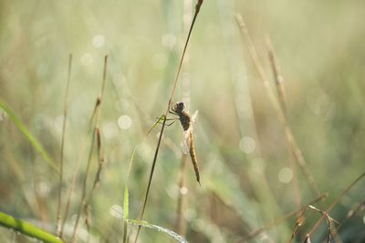 Close-up of insect on plant