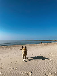 Dog on beach