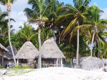Palm trees against sky