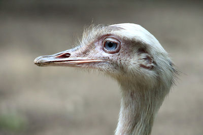 bird