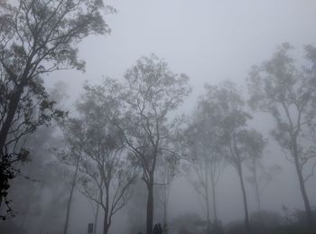 Low angle view of silhouette trees against sky