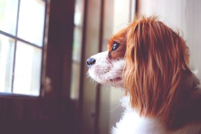 Close-up of cavalier king charles spaniel by window at home