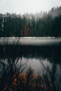 Scenic view of lake in forest against sky