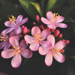 Close-up of pink flowers blooming outdoors