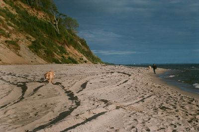 Dog on beach