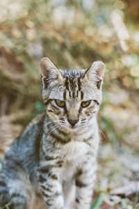 Close-up of cat sitting on land