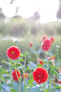 Close-up of poppy blooming outdoors