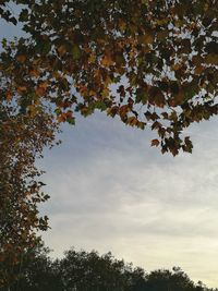 Low angle view of tree against sky