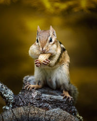 Close-up of squirrel eating