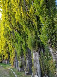 Scenic view of forest