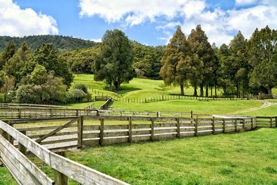 New zealand scenery