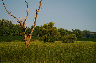 Scenic view of agricultural field against clear sky