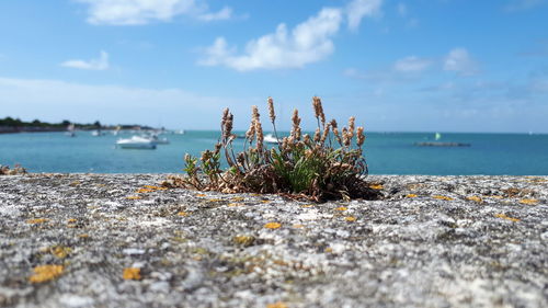 Plants growing on beach against sky