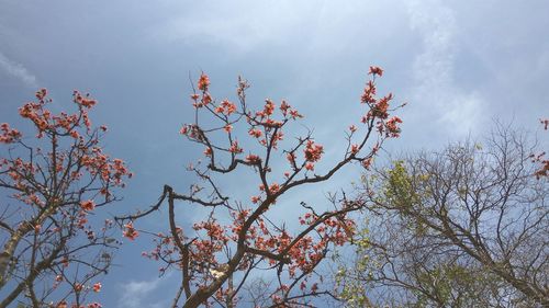 Low angle view of flowering tree against sky