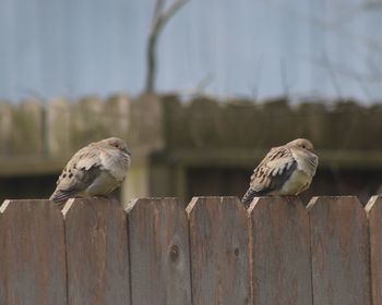 Close-up of birds perching on wooden post