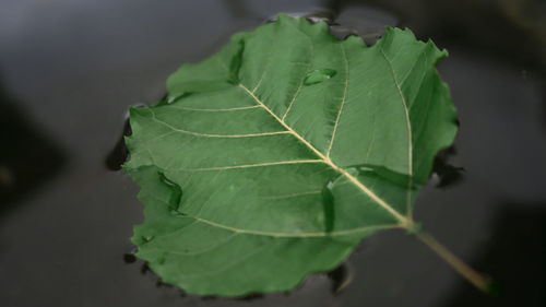 Close-up of fresh green leaves