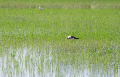 Bird flying in a field